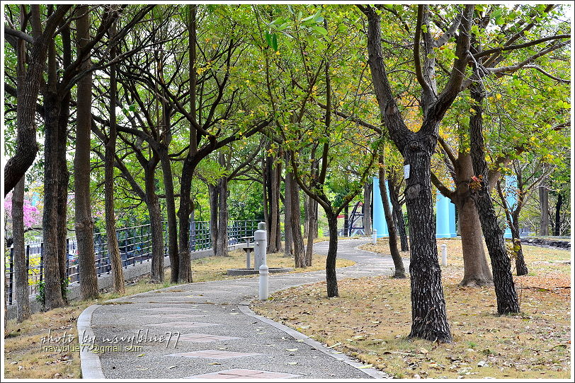 嘉義特教學校洋紅風鈴花08.JPG