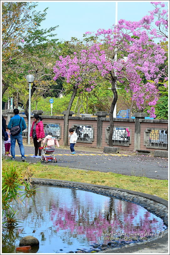 嘉義特教學校洋紅風鈴花10.JPG