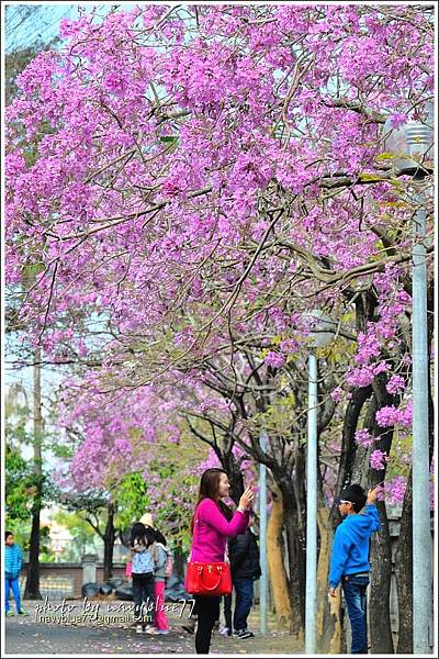 嘉義特教學校洋紅風鈴花12.JPG