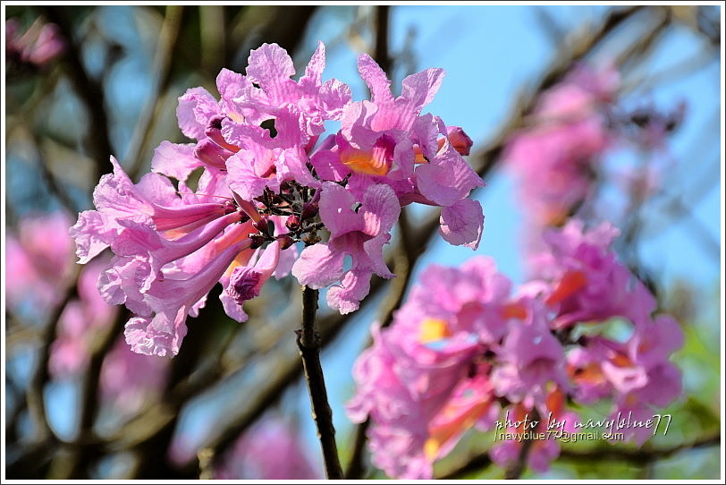 嘉義特教學校洋紅風鈴花22.JPG