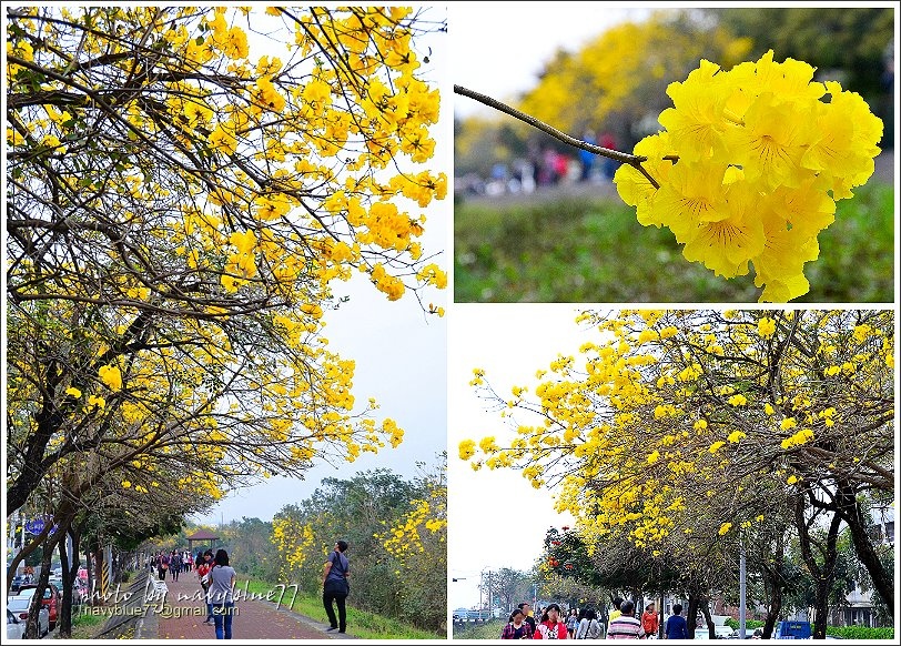 2017嘉義八掌溪黃金風鈴花01.JPG 2017嘉義八掌溪黃金風鈴花01.JPG