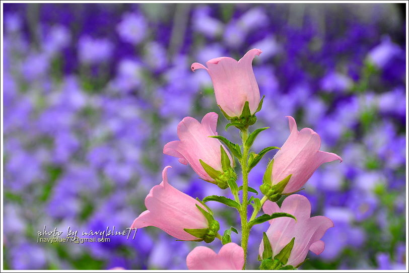 斗南石龜溪風鈴花16.JPG 斗南石龜溪風鈴花16.JPG