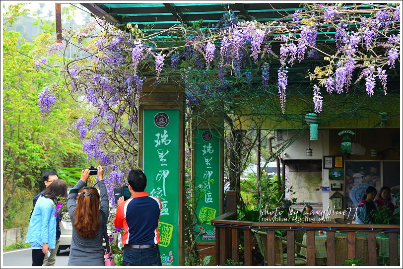 2017瑞里紫藤花季33.JPG 2017瑞里紫藤花季33.JPG