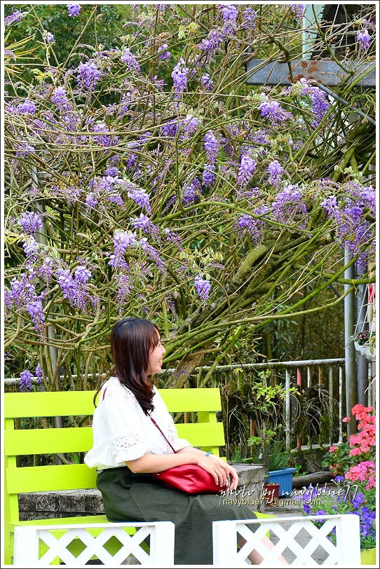 2017瑞里紫藤花季46.JPG 2017瑞里紫藤花季46.JPG