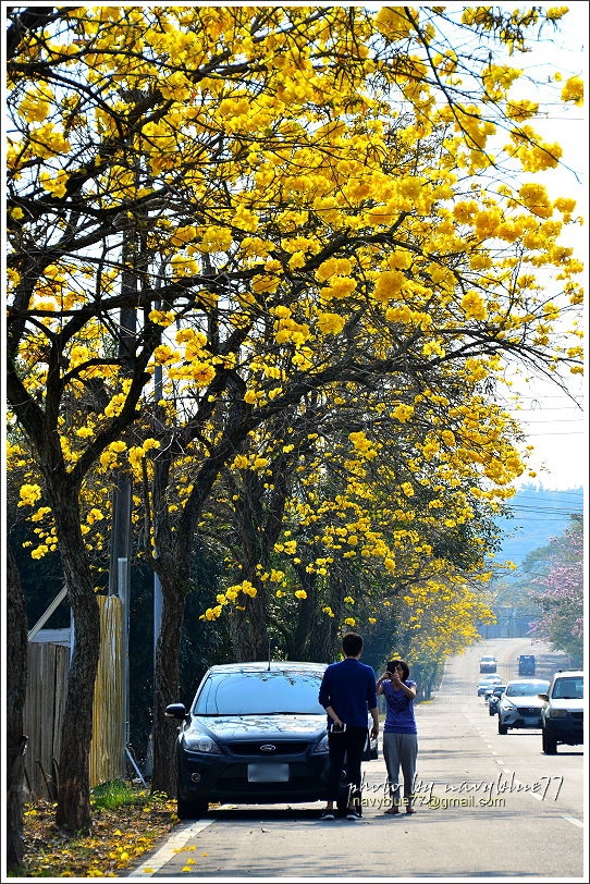 竹崎166縣道黃金風鈴花01.JPG 竹崎166縣道黃金風鈴花01.JPG