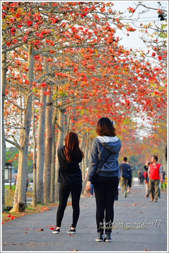 2017台南木棉花20.JPG 2017台南木棉花20.JPG