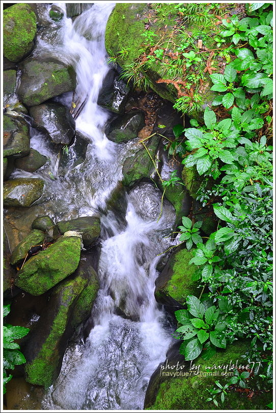 嘉義梅山太平仙人堀步道13.JPG 嘉義梅山太平仙人堀步道13.JPG