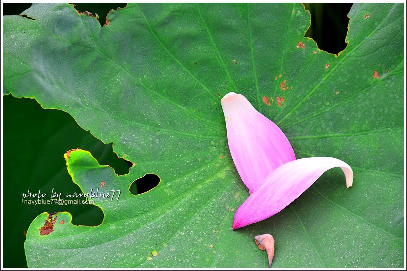 白河賞蓮00.JPG 白河賞蓮00.JPG