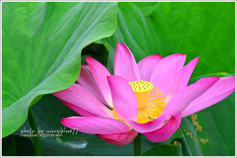 白河賞蓮01.JPG 白河賞蓮01.JPG