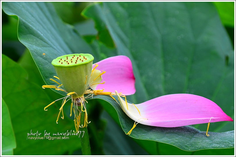 白河賞蓮02.JPG 白河賞蓮02.JPG