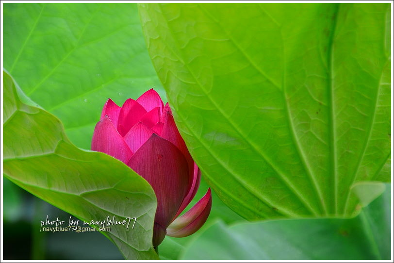 白河賞蓮03.JPG 白河賞蓮03.JPG