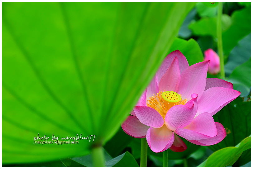 白河賞蓮04.JPG 白河賞蓮04.JPG