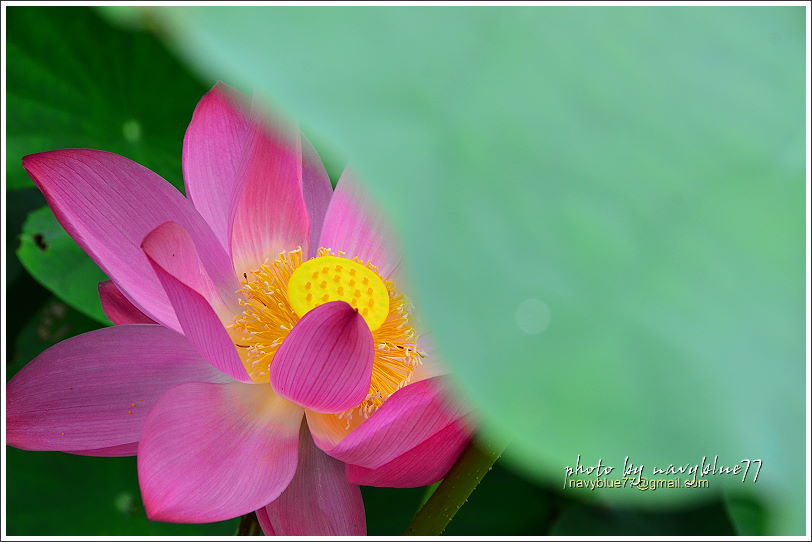 白河賞蓮05.JPG 白河賞蓮05.JPG