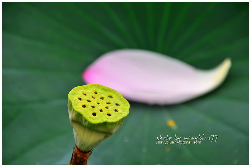 白河賞蓮06.JPG 白河賞蓮06.JPG