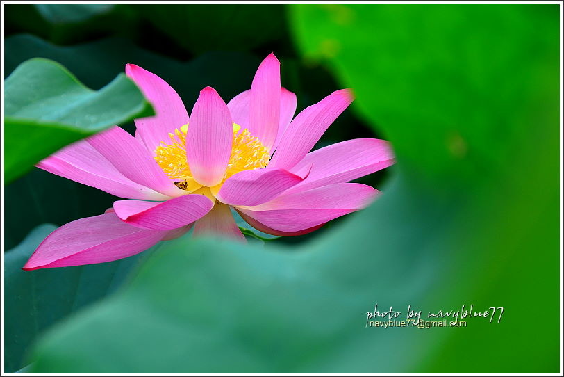 白河賞蓮07.JPG 白河賞蓮07.JPG