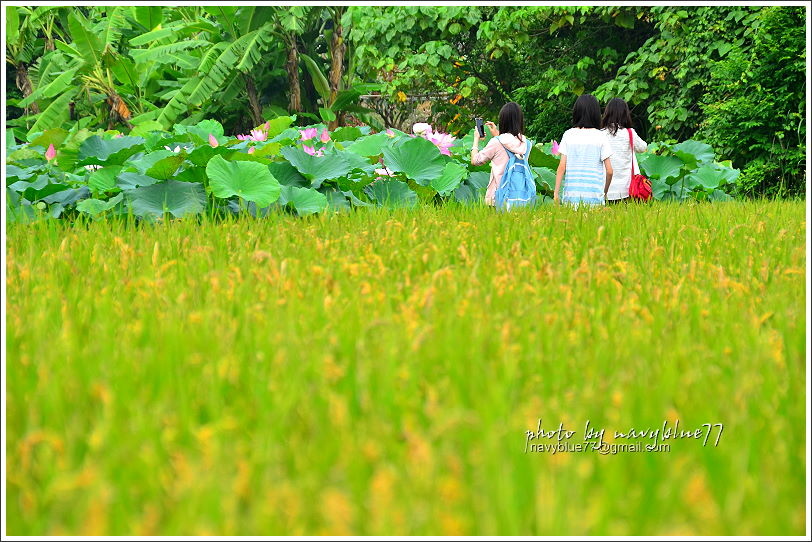 白河賞蓮08.JPG 白河賞蓮08.JPG