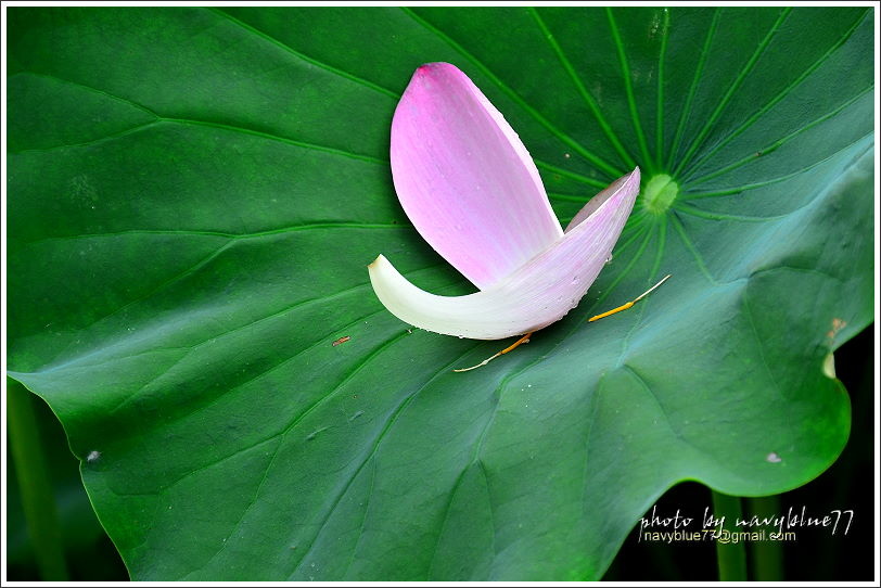 白河賞蓮09.JPG 白河賞蓮09.JPG