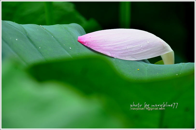 白河賞蓮10.JPG 白河賞蓮10.JPG