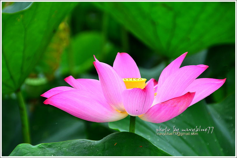 白河賞蓮11.JPG 白河賞蓮11.JPG