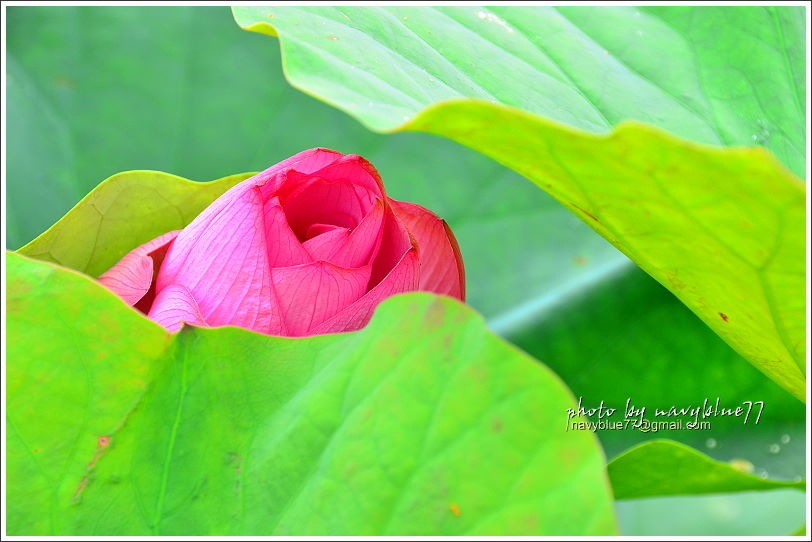 白河賞蓮12.JPG 白河賞蓮12.JPG