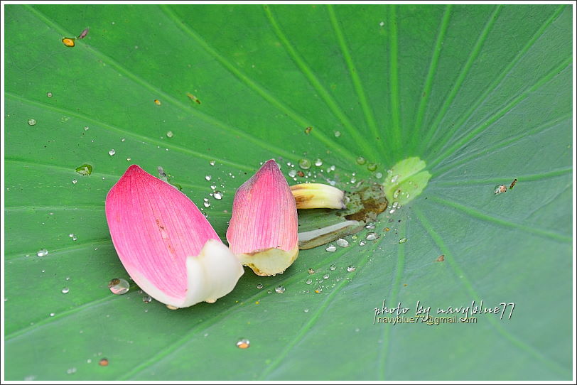 白河賞蓮13.JPG 白河賞蓮13.JPG