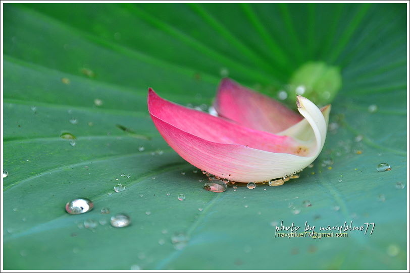 白河賞蓮15.JPG 白河賞蓮15.JPG