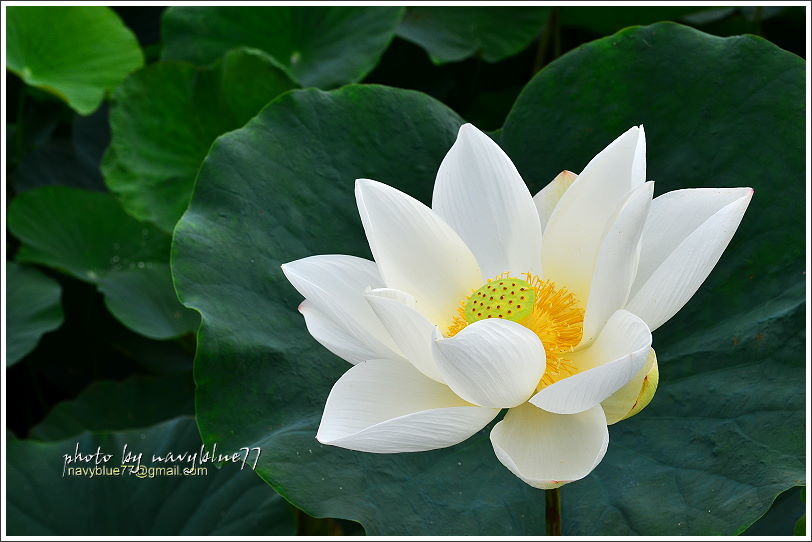 白河賞蓮17.JPG 白河賞蓮17.JPG