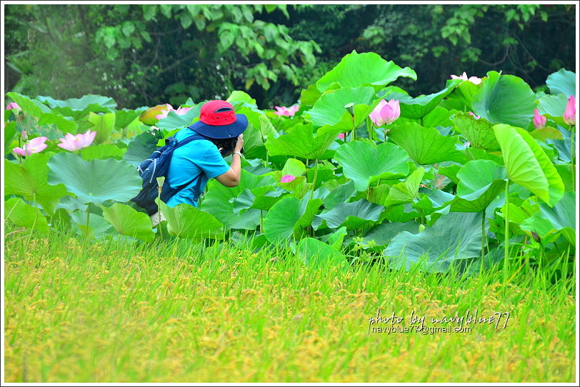 白河賞蓮18.JPG