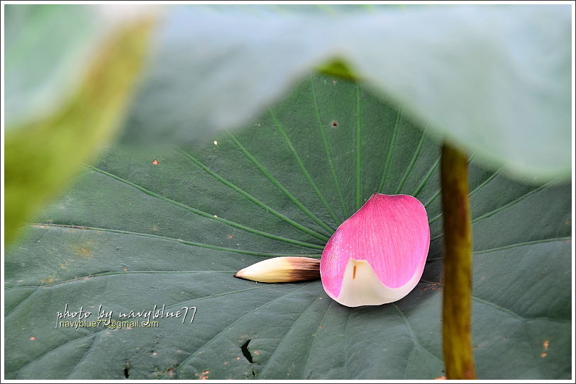 白河賞蓮19.JPG 白河賞蓮19.JPG