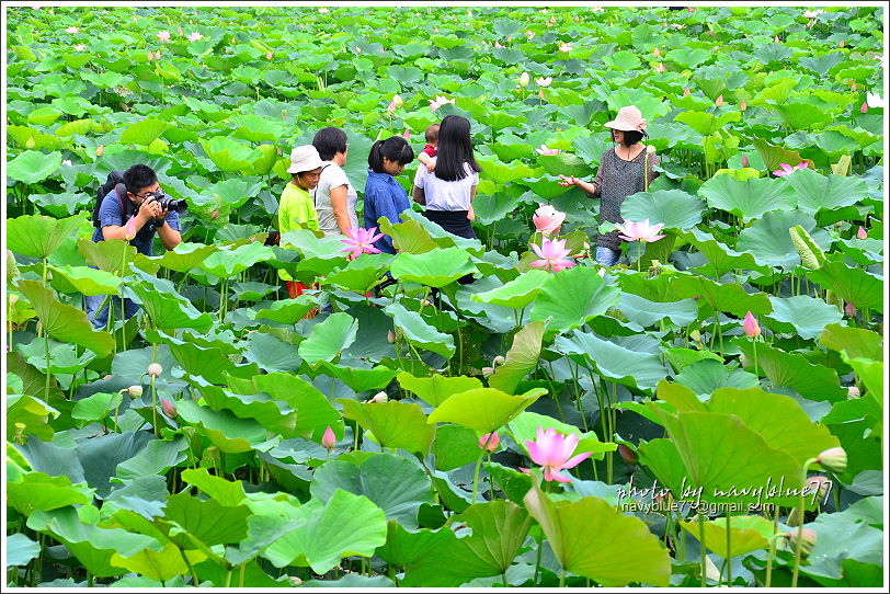 白河賞蓮20.JPG 白河賞蓮20.JPG