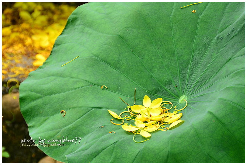 白河賞蓮21.JPG 白河賞蓮21.JPG