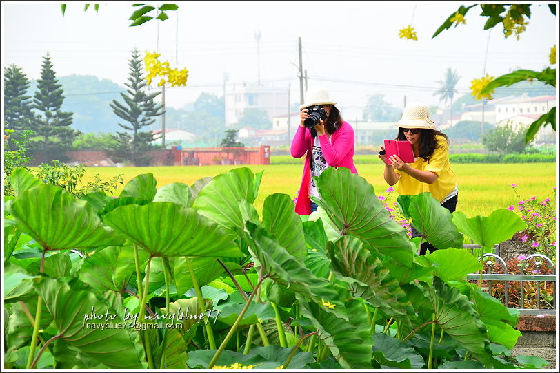 白河賞蓮22.JPG 白河賞蓮22.JPG