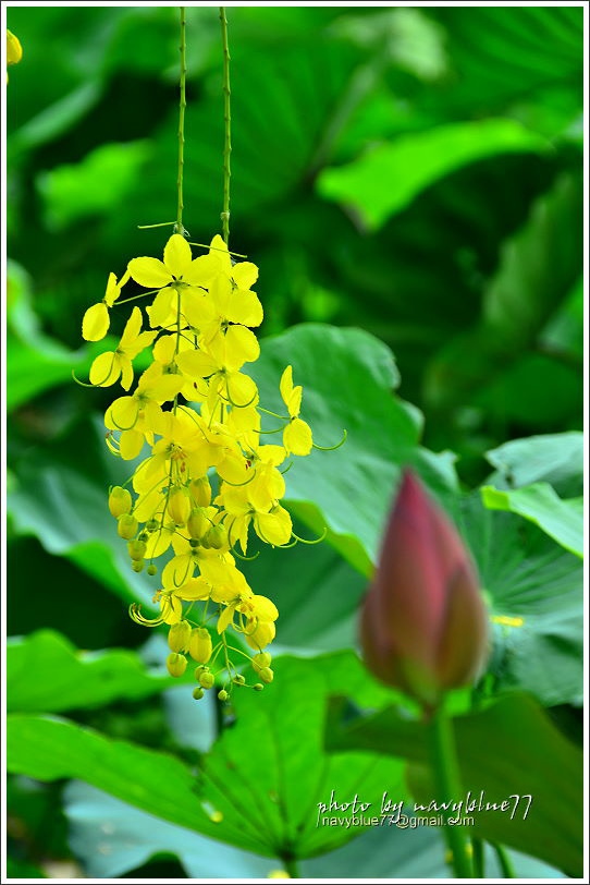 白河賞蓮23.JPG 白河賞蓮23.JPG