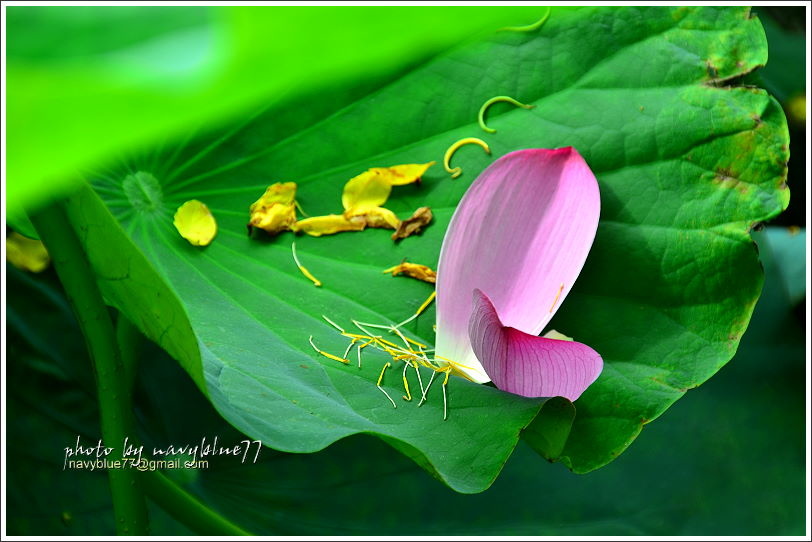 白河賞蓮24.JPG 白河賞蓮24.JPG