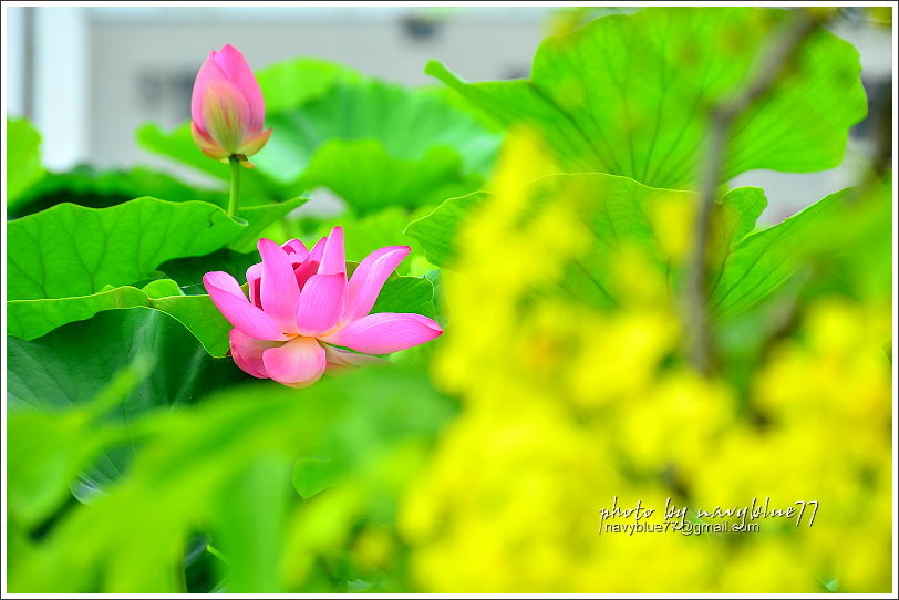 白河賞蓮25.JPG 白河賞蓮25.JPG