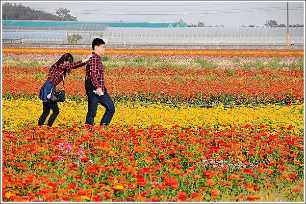 太保花海201808.JPG