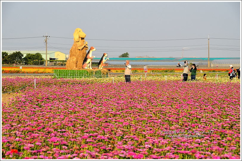 太保花海201811.JPG