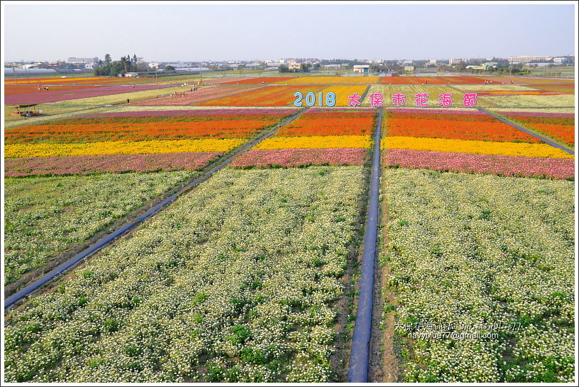 太保花海201820.JPG