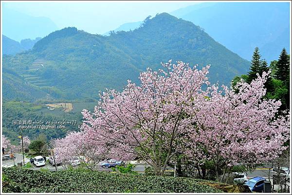 阿里山公路賞櫻20.JPG