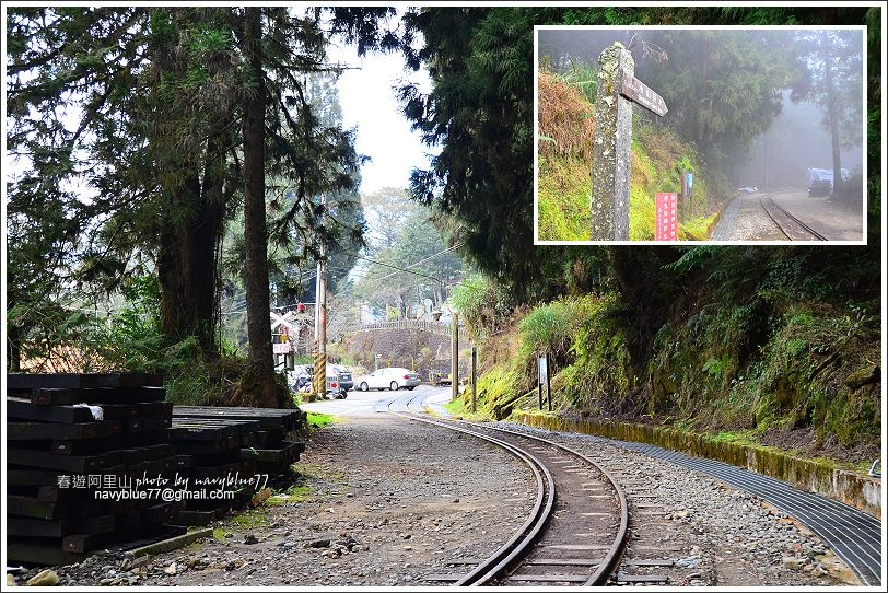 阿里山水山線鐵道-水山神木