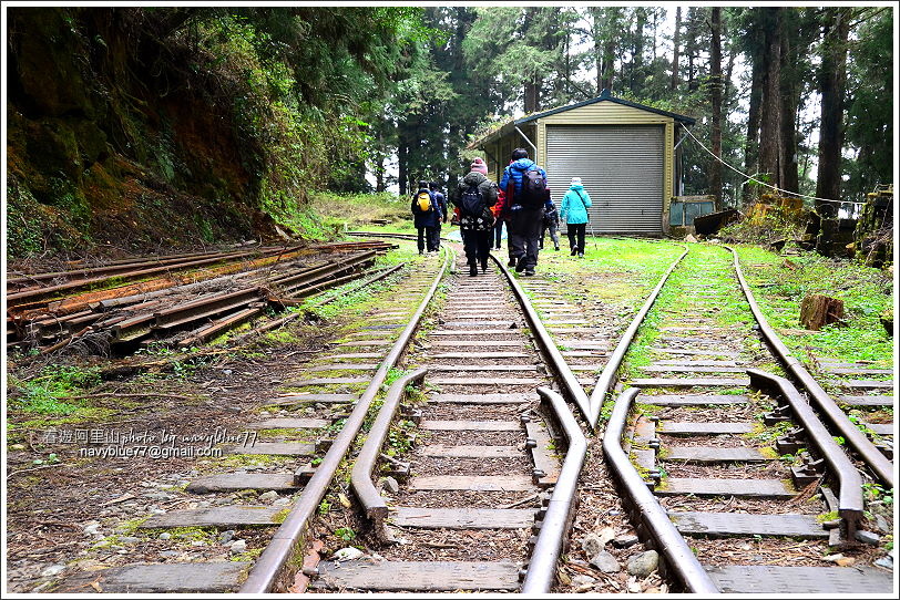 阿里山水山線鐵道-水山神木