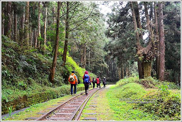 阿里山水山線鐵道-水山神木