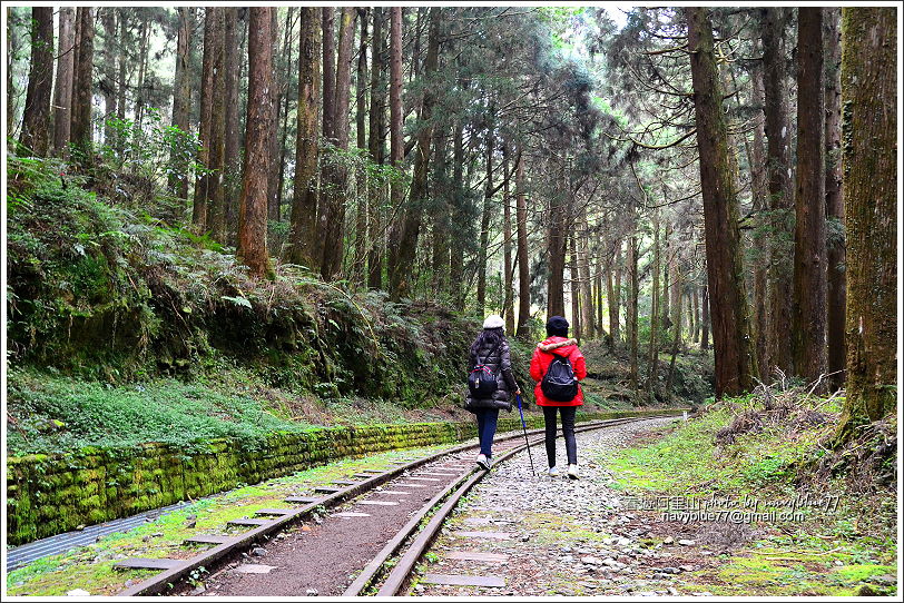 阿里山水山線鐵道-水山神木