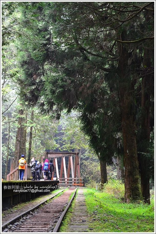 阿里山水山線鐵道-水山神木