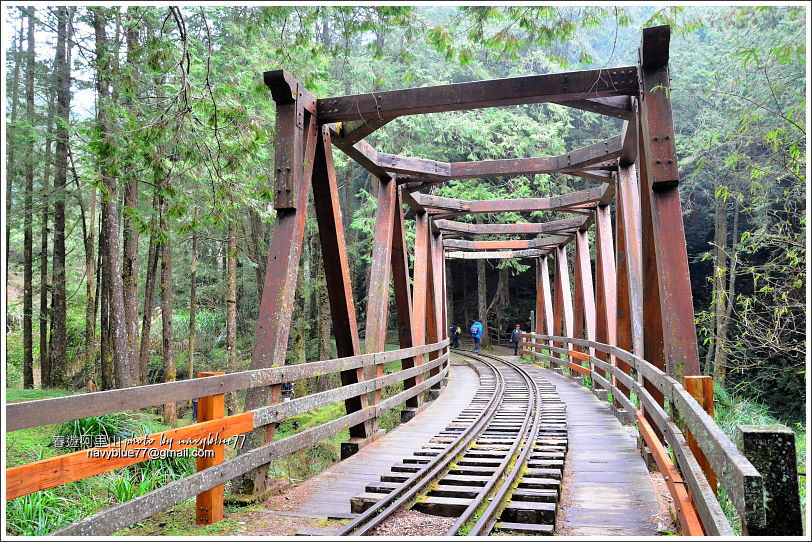 阿里山水山線鐵道-水山神木