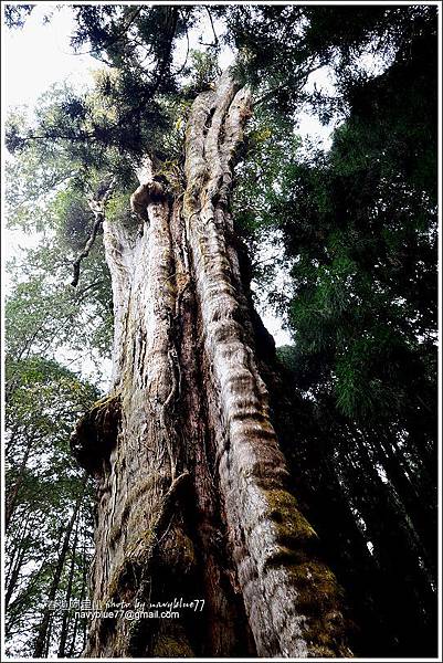 阿里山水山線鐵道-水山神木