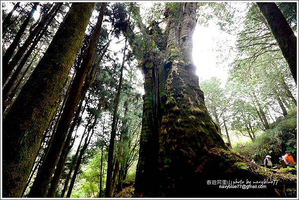 阿里山水山線鐵道-水山神木