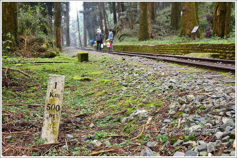 阿里山水山線鐵道-水山神木