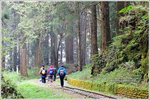 阿里山水山線鐵道-水山神木