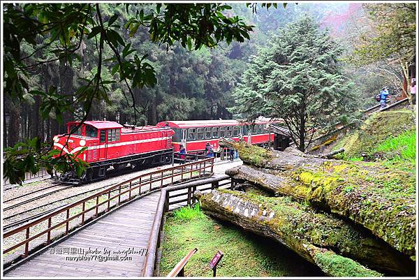 阿里山攝手旅行16.JPG